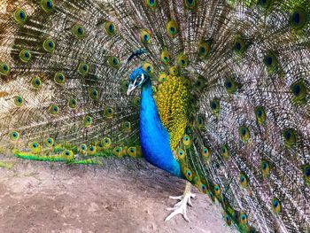 Close-up of peacock