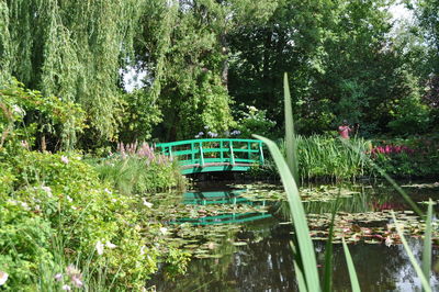 Scenic view of lake in forest