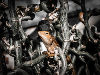 Close-up of squirrel on tree