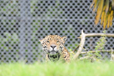 Portrait of cat in zoo