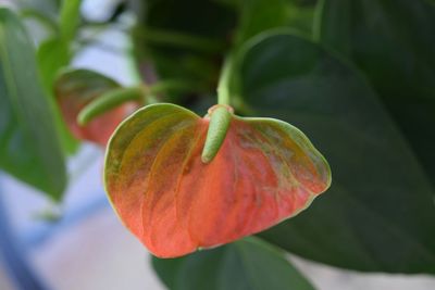 Close-up of red flower