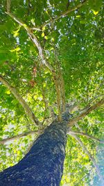 Low angle view of trees in forest