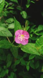 Close-up of pink flowering plant