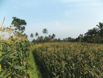 Crops growing on field against sky