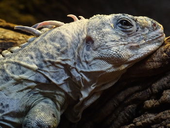 Close-up of turtle