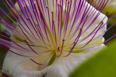 Close-up of pink flower