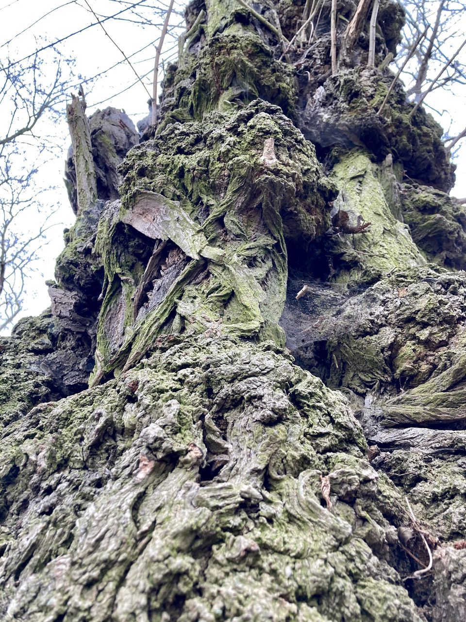 LOW ANGLE VIEW OF MOSS ON ROCK