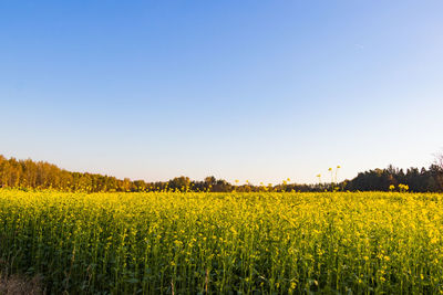 Scenic view of field against clear sky