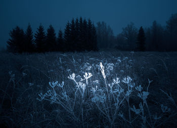 Chilly winter morning landscape with frozen plants in a foreground. snowy scenery of northern europe