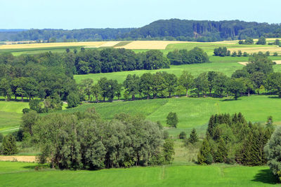 Scenic view of trees on field