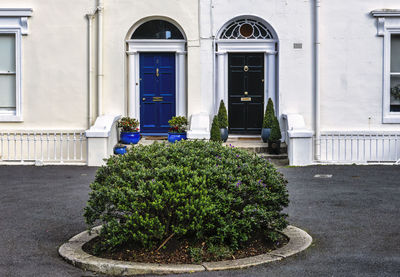 Flowers in front of building