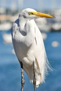 Close-up of heron