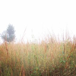 Close-up of grass on field against clear sky