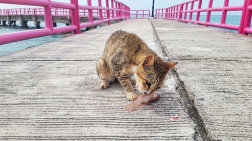 Cat lying down on footpath