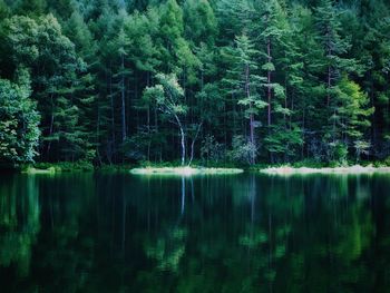 Reflection of trees in lake