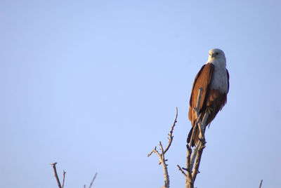 Low angle view of bird perching on branch against clear sky