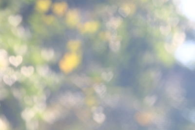 Defocused image of tree against sky on sunny day