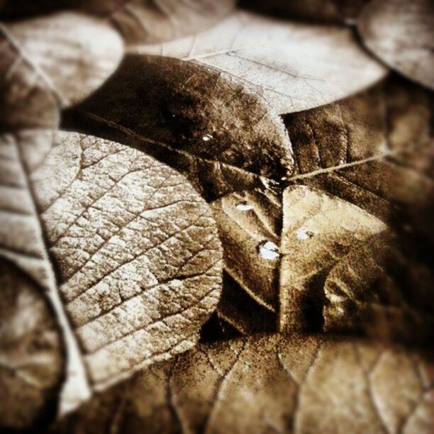 close-up, selective focus, high angle view, focus on foreground, wood - material, shadow, sunlight, still life, day, surface level, ground, leaf, outdoors, no people, shoe, single object, part of, wooden, textured, metal