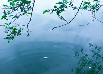 High angle view of plants by lake