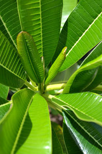 Close-up of green leaves