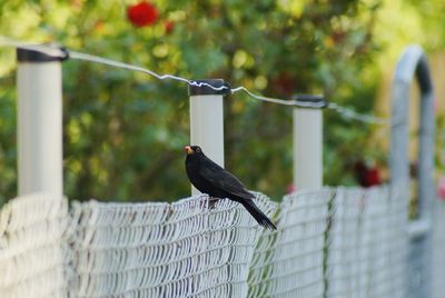 Blackbirds on the fence in public gardens 