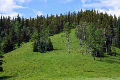 Pine trees in forest against sky