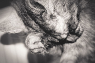 Close-up of dog relaxing