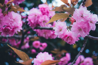 Close-up of pink cherry blossoms