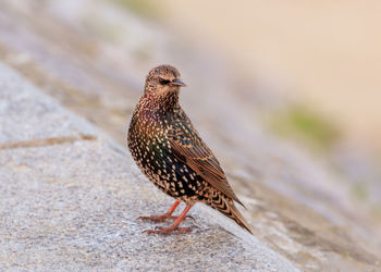 Bird perching on retaining wall