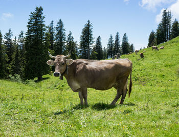 Cow standing on field against sky