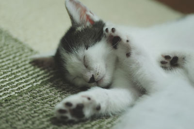 Close-up of cat sleeping on bed