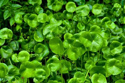 Full frame shot of fresh green leaves