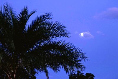 Low angle view of palm trees against blue sky