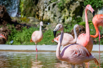 Flamingos in a lake