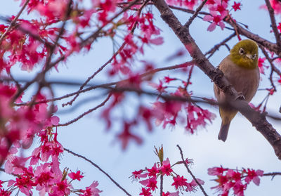 Low angle view of bird perching on tree