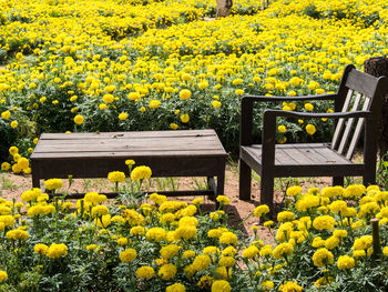 Yellow flowering plants in park
