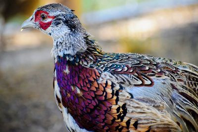 Ringneck pheasant