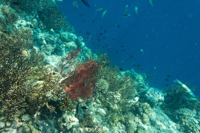 Fish swimming in sea