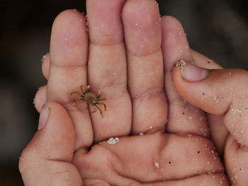 Close-up of hand holding lizard