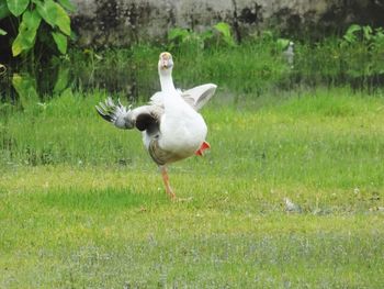 View of bird on grass