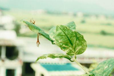 Close-up of insect on leaf