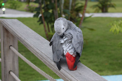 Close-up of parrot against white background