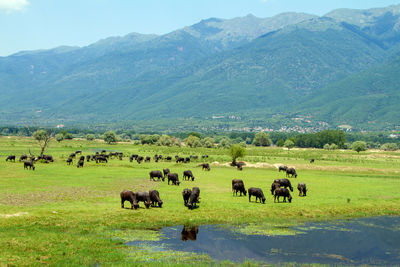 Flock of sheep in a field