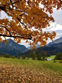 Close-up of autumn tree by grassy field by mountain