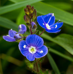 Close-up of purple flowers blooming outdoors