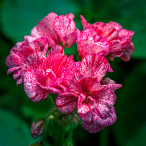 Close-up of pink rose flower