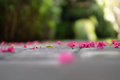 Close-up of pink flowers