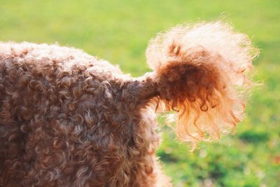 Close-up of dog on field