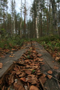 Surface level of footpath in forest