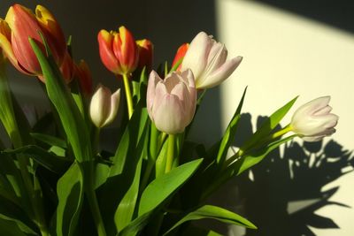 Close-up of tulips blooming outdoors